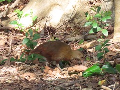Gallirallus sylvestris