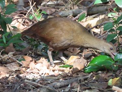 Gallirallus sylvestris