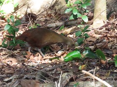 Gallirallus sylvestris