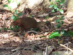 Gallirallus sylvestris