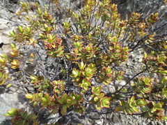 Veronica decumbens