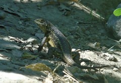 Sceloporus albiventris