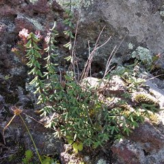 Pellaea ternifolia