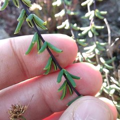 Pellaea ternifolia