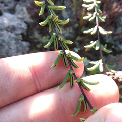 Pellaea ternifolia