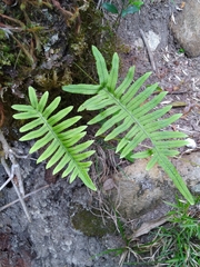 Polypodiodes amoena