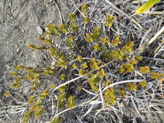 Veronica decumbens