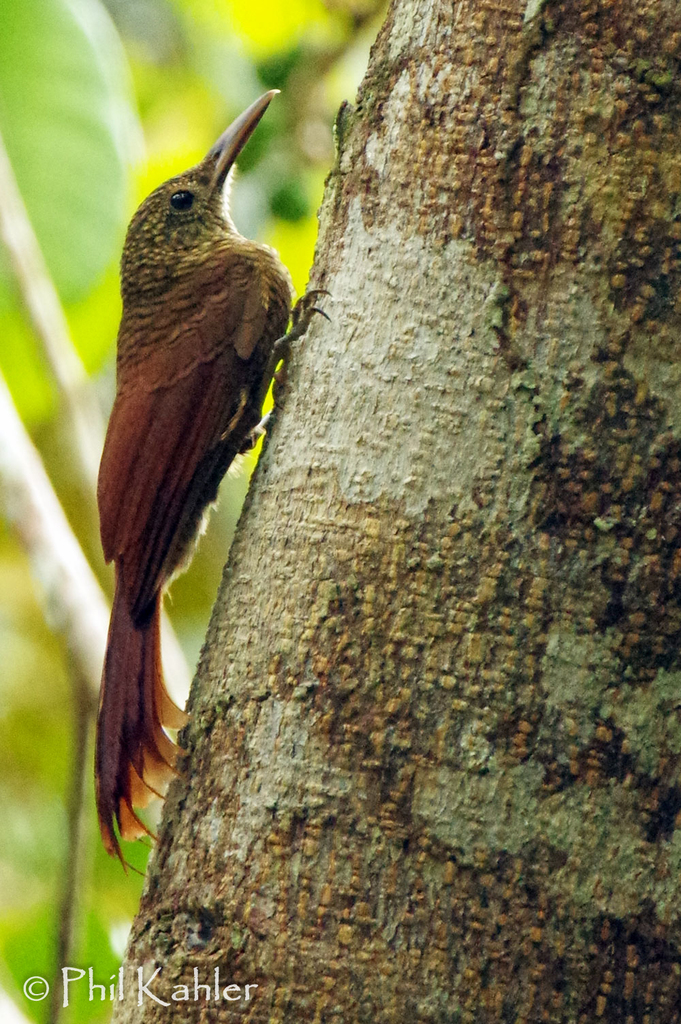 Amazonian Barred-Woodcreeper (Dendrocolaptes certhia) photo