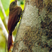 Amazonian Barred-Woodcreeper - Photo (c) Phil Kahler, some rights reserved (CC BY-NC), uploaded by Phil Kahler