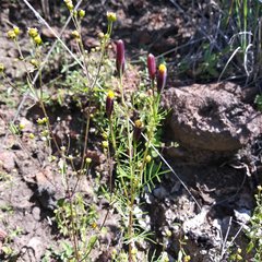 Tagetes coronopifolia