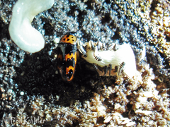 Pselaphacus puncticollis