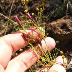 Tagetes coronopifolia