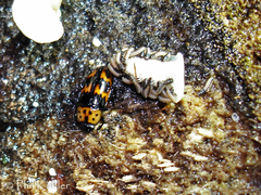 Pselaphacus puncticollis