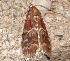 Euzophera ostricolorella