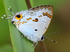 Hypolycaena othona