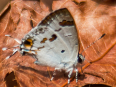 Hypolycaena othona