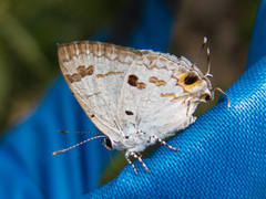 Hypolycaena othona