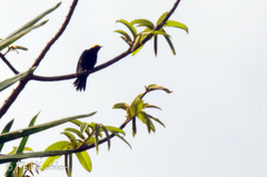 Icterus cayanensis chrysocephalus