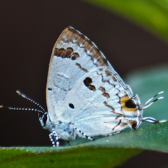 Hypolycaena othona