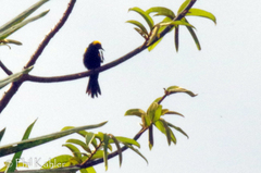 Icterus cayanensis chrysocephalus