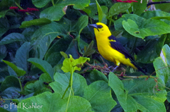 Oriole Blackbird photo 3