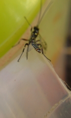 Pimpla albomarginata