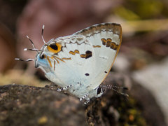 Hypolycaena othona