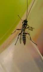 Pimpla albomarginata