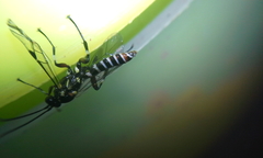 Pimpla albomarginata