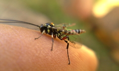 Pimpla albomarginata