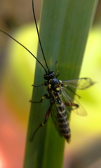 Pimpla albomarginata
