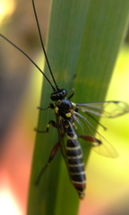 Pimpla albomarginata