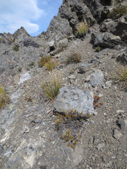 Veronica decumbens