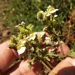 Villanova achillaeoides