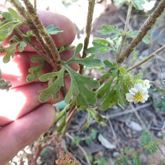 Villanova achillaeoides