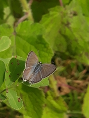 Euchrysops cnejus cnejus