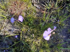 Utricularia dichotoma