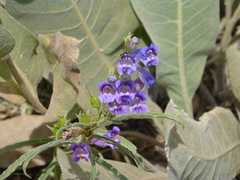 Penstemon speciosus