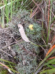 Isopogon ceratophyllus