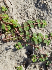Euphorbia cordifolia
