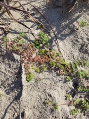 Euphorbia cordifolia