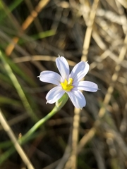 Sisyrinchium biforme