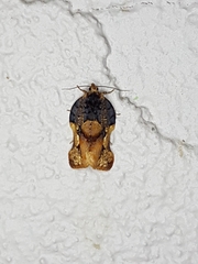 Argyrotaenia citharexylana