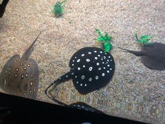 Potamotrygon leopoldi