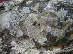 Pertusaria plittiana