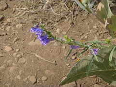 Penstemon speciosus