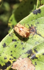 Cryptocephalus mutabilis