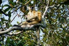 Trachypithecus pileatus