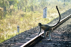Trachypithecus pileatus