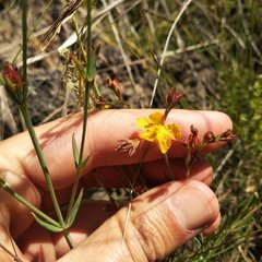 Hypericum silenoides